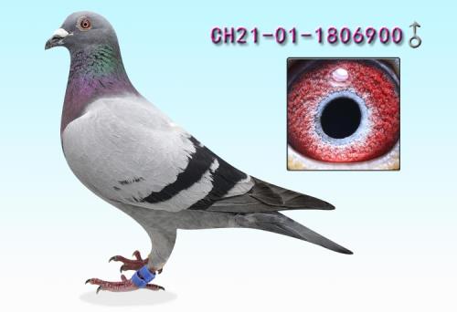 ����698   1013��Ѫ