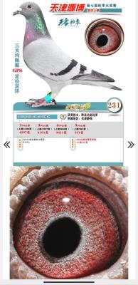 23������Դ��231