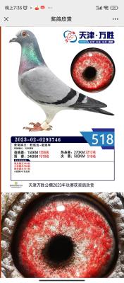 23��������ʤ518