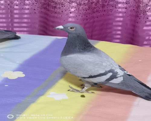���ṫ��600�����Ǿ�??