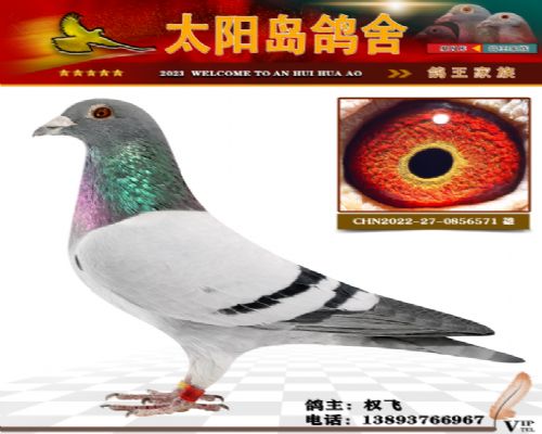 ���ۻ���