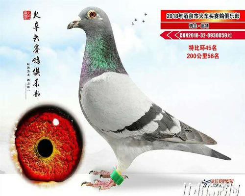 ɣ��ʿ����