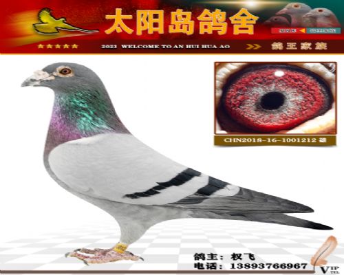 ţ��ɳ����