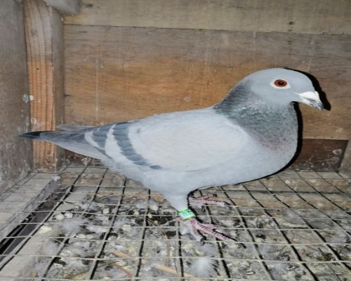 530����ھ�