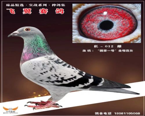 ����һ�Ž�ĸֱŮ