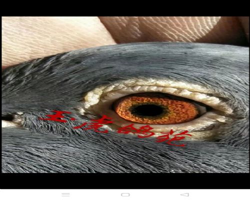 �����ָ� ����231