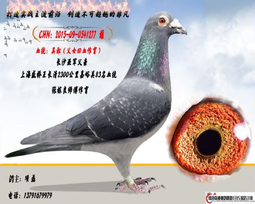 ��ɳ�Ǿ�����