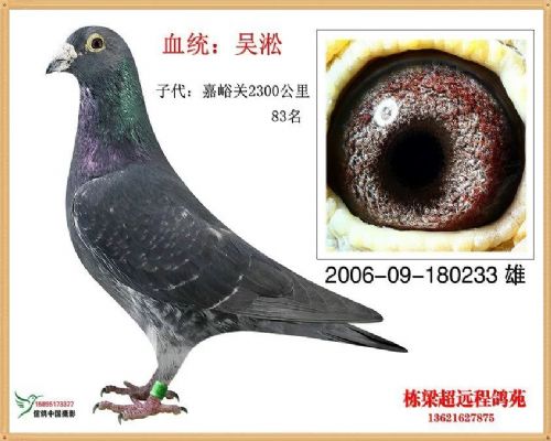 ��ɳ�Ǿ��游