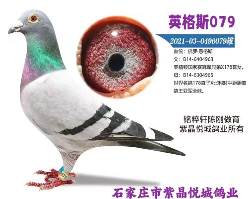 ������ ���� Ӣ��˹