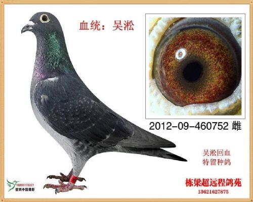 ��ɳ�Ǿ���ĸ