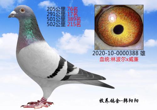 �������� 388��