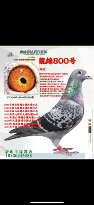 ��Ե800��