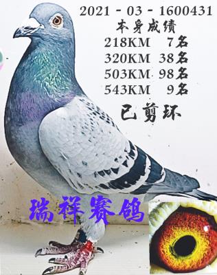 �����ָ�