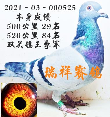 �����ָ�