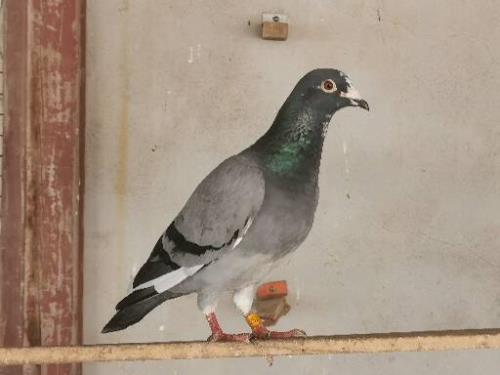 ������202408