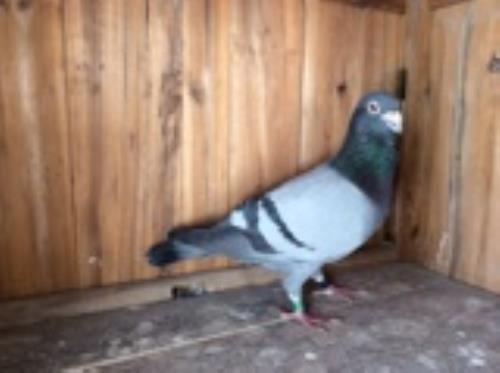 ��˹������201403