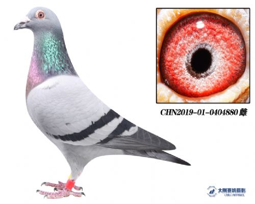 ����Ŷ���ү��Ů