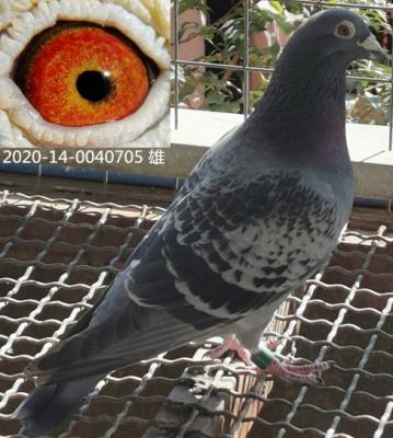 ��������Ѫ�ָ�