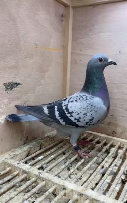 ��ӥԺ������23