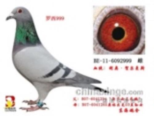 ���¡��ض���˹������ֱŮ