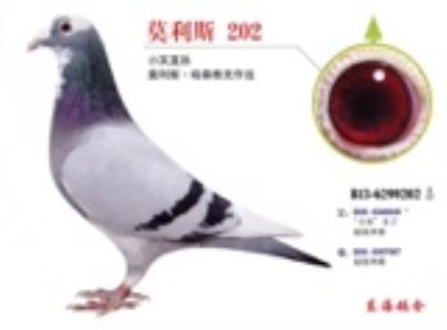 Ī��˹����ɭ�������� С