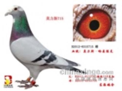 Ī��˹����ɭ����