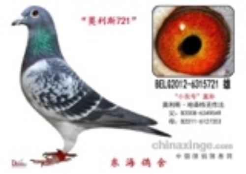 Ī��˹����ɭ���� С�Һ�