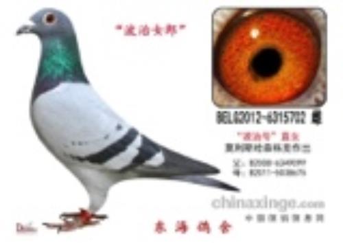 Ī��˹����ɭ���� ���κ�