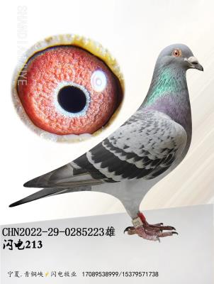 ����213-223����ֱ��