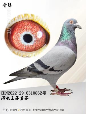 ����862-����ֱ��