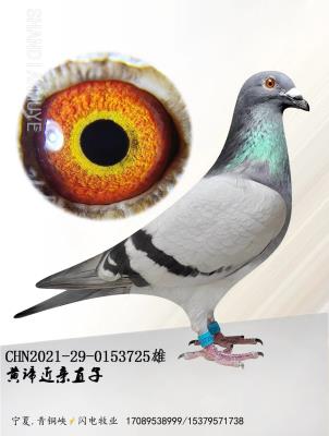 �����ɸ�725-���н���ֱ��