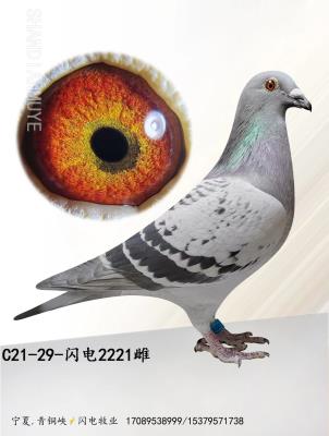 2221-�������ֱŮ