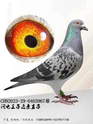 ����967-����ֱ��