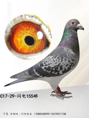 ���˽�ĸ155-���ӽ��