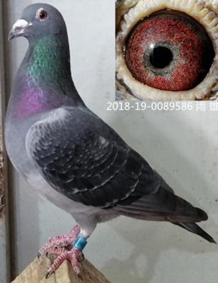 2018��600��������