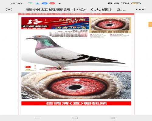 ����966�Ļ�Ѫ�����Ƴ���ɳ