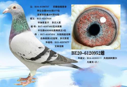 6662��ĸ��ɣ��ʿ