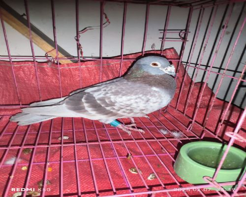 δ����