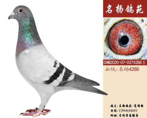 ������4288��