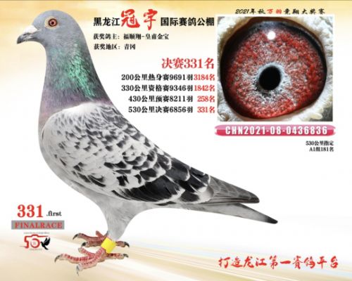 �ʸ��𱦡�331