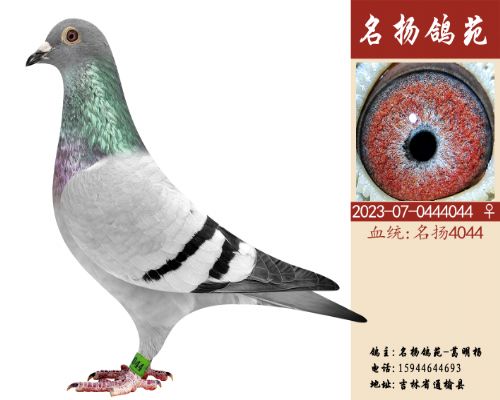 ������4044��