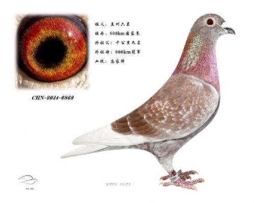 ����ۣ������������ӣ�