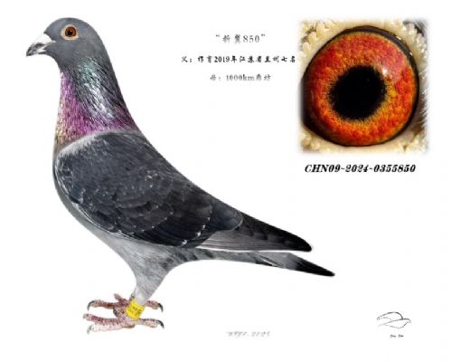 850�������Ǿ���ƽ����������ʮ�������