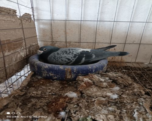 ղɭ�������˹