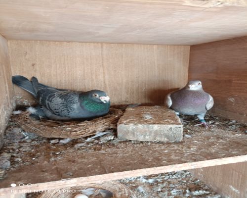 ղɭ���˹����