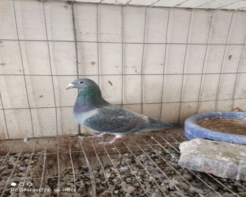 ����С��