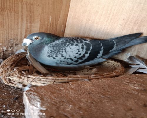 �������˹