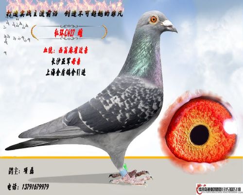 ��ɳ�Ǿ�ĸ��