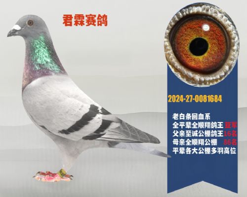 �ɻ��Ż�Ѫ��