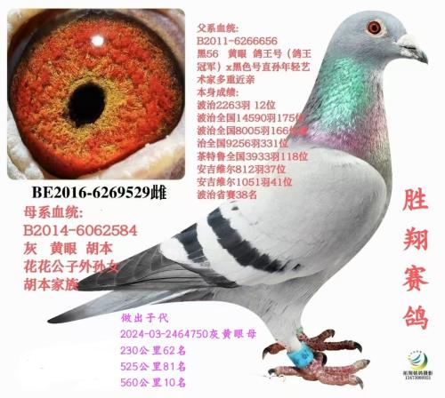 �ڲ��غ���